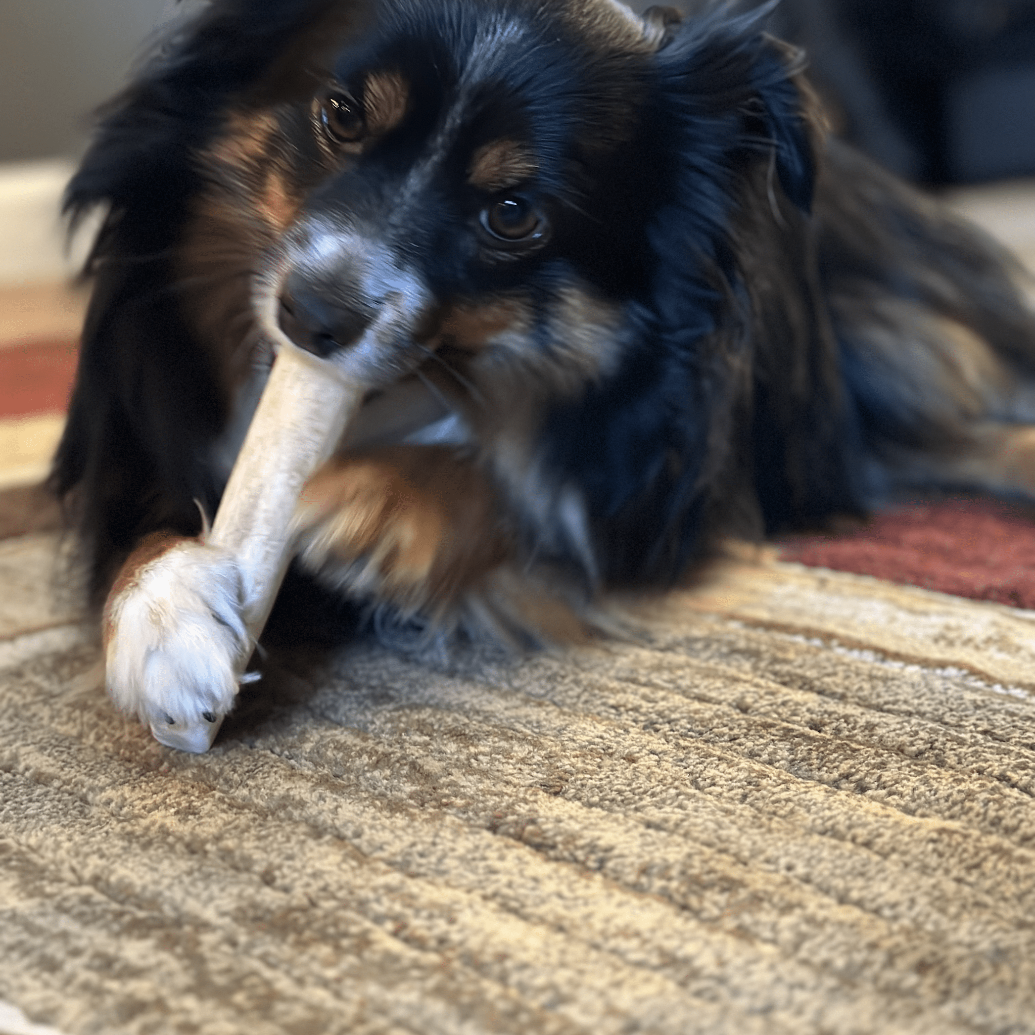Elk Antler Dog Chews | All-Natural Whole and Split Elk Antler Chews for Dogs