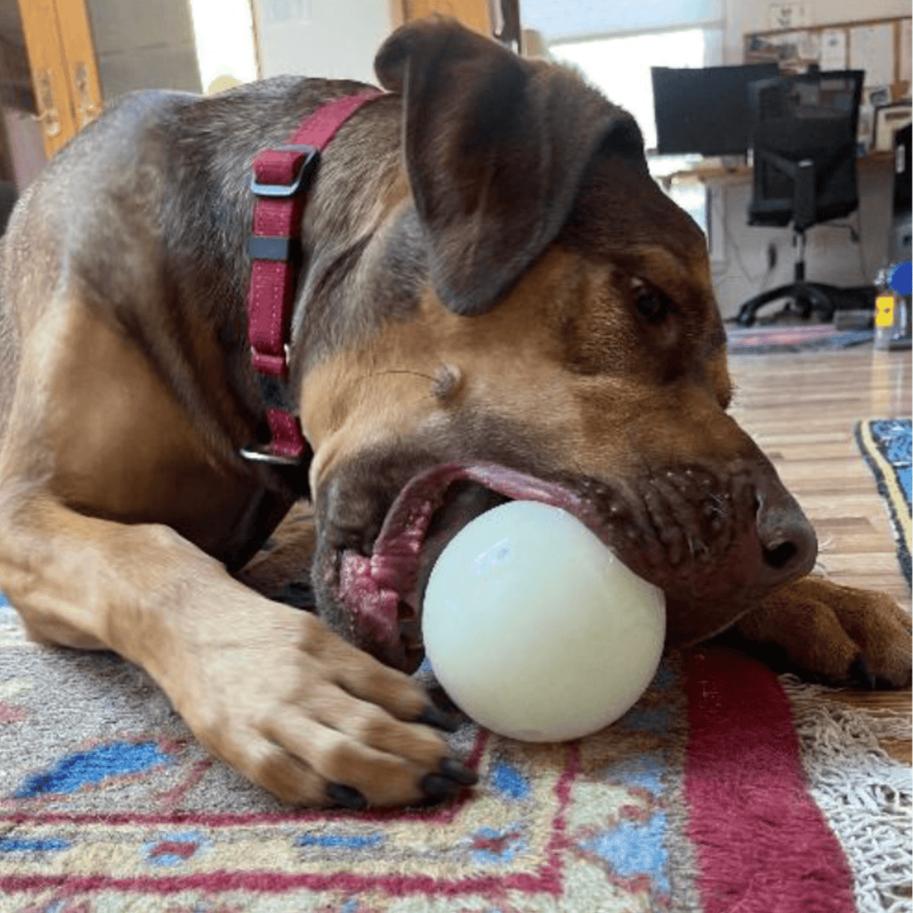 Dog Treat Dispensers