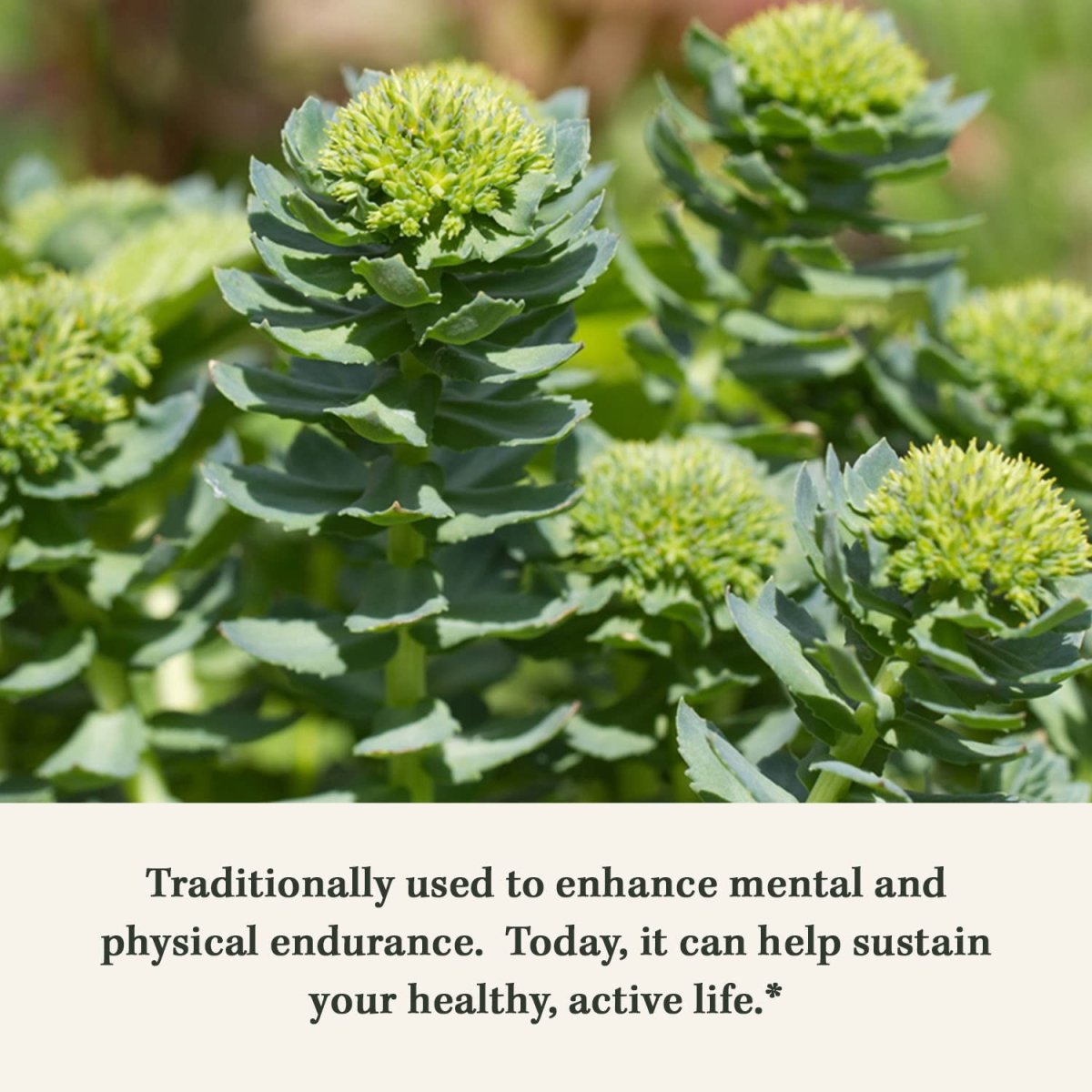 Gaia Herbs Rhodiola Rosea -  120 Vegan Liquid Phyto-Capsules (60-Day Supply)