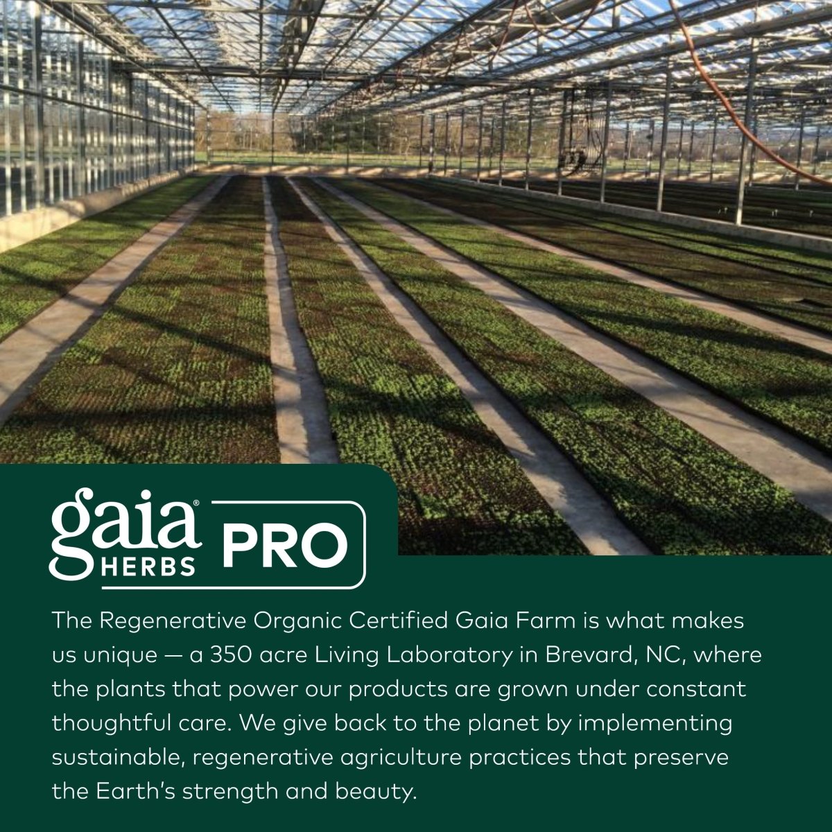 Gaia PRO Marshmallow Root (COG)