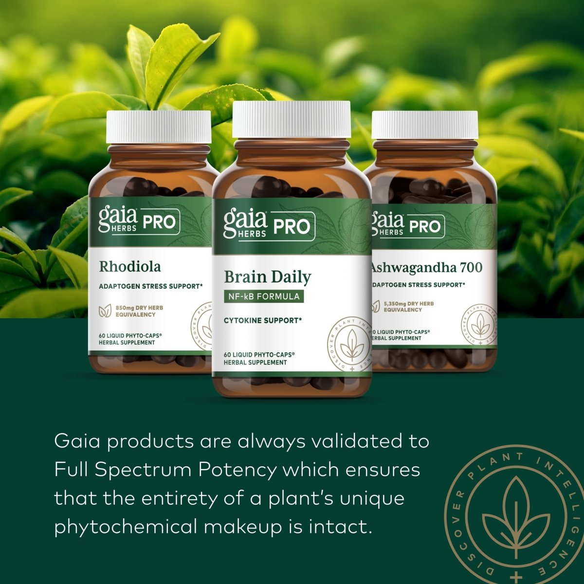 Gaia PRO Quercetin Synergy 500-  100 Vegan Tablets (100 Servings)
